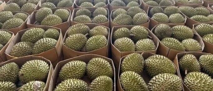 越南榴莲出口“翻车”?17人遭起诉,中国消费者心凉半截